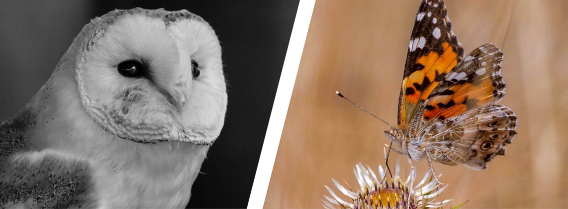 Wildlife Day 2019